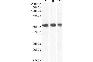 ABIN2613420 (1µg/ml) staining of Human Breast (A), Placenta (B) and Spleen (C) lysate.