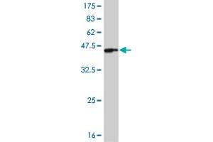 Western Blotting (WB) image for anti-Interleukin-1 Receptor-Associated Kinase 4 (IRAK4) (AA 1-130) antibody (ABIN526487)