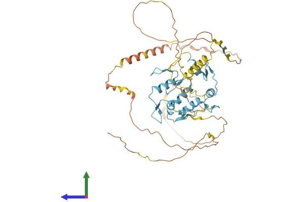 MAZ Protein (AA 1-477) (His tag)