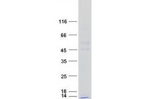 Validation with Western Blot (NDUFC1 Protein (Myc-DYKDDDDK Tag))