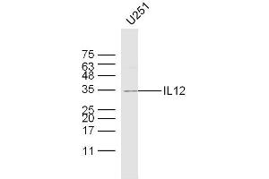 U251 lysates probed with IL12 Polyclonal Antibody, Unconjugated  at 1:300 dilution and 4˚C overnight incubation. (IL12 Antikörper  (AA 51-150))