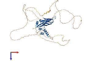 AF9 Protein (AA 1-569) (His tag)
