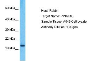Host: Rabbit Target Name: PPIAL4C Sample Type: A549 Whole Cell lysates Antibody Dilution: 1. (PPIAL4C Antikörper  (C-Term))