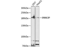 Western blot analysis of extracts of various cell lines, using ERBB2IP antibody (ABIN6127875, ABIN6140250, ABIN6140251 and ABIN6224690) at 1:1000 dilution. (ERBB2IP Antikörper  (AA 1152-1371))