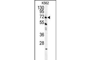GAS2L1 Antibody (C-term) (ABIN654192 and ABIN2844043) western blot analysis in K562 cell line lysates (35 μg/lane).