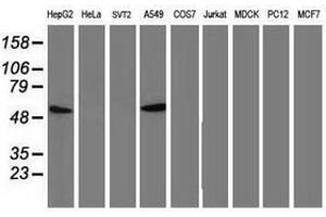 Image no. 5 for anti-Tumor Protein P53 (TP53) antibody (ABIN1499968) (p53 Antikörper)