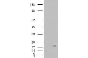 Western Blotting (WB) image for Phospholipase A2, Group IB (PLA2G1B) peptide (ABIN370261) (Phospholipase A2, Group IB (PLA2G1B) Peptid)