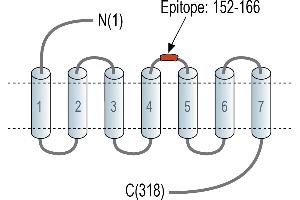 Representative domain view of the target of ABIN7884727. (Adenosine A3 Receptor Antikörper  (2nd Extracellular Loop))