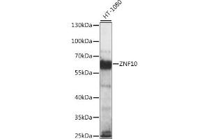Western blot analysis of extracts of HT-1080 cells, using ZNF10 antibody (ABIN7271450) at 1:1000 dilution. (ZNF10 Antikörper  (AA 1-200))