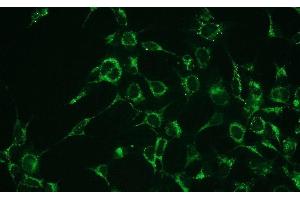 Immunofluorescence (IF) image for anti-BCL2-Associated X Protein (BAX) (N-Term) antibody (ABIN870624) (BAX Antikörper  (N-Term))