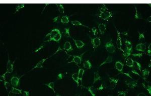 Immunofluorescence (IF) image for anti-BCL2-Associated X Protein (BAX) (N-Term) antibody (ABIN870623) (BAX Antikörper  (N-Term))