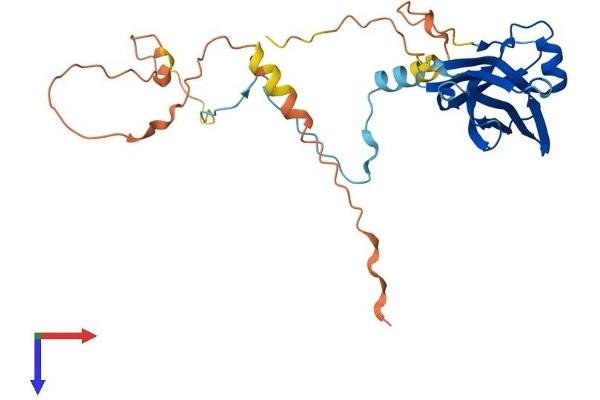 PPP1R3E Protein (AA 1-279) (His tag)