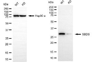 Western blotting analysis using SBDS antibody (ABIN7800330). (Rekombinanter SBDS Antikörper)