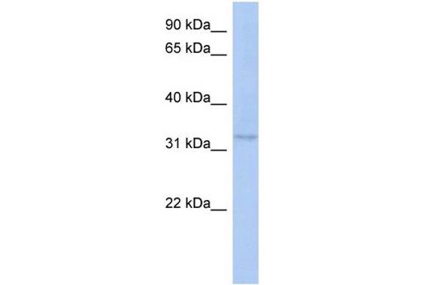 C10ORF96 Antikörper  (Middle Region)