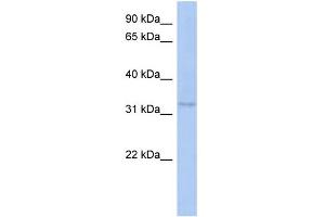 WB Suggested Anti-C10orf96 Antibody Titration: 0. (C10ORF96 Antikörper  (Middle Region))