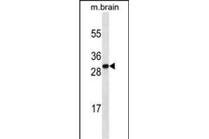 HMGB1 Antibody (C-term) ABIN1536601 western blot analysis in mouse brain tissue lysates (35 μg/lane). (HMGB1 Antikörper  (C-Term))