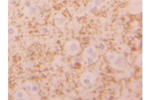 Used in DAB staining on fromalin fixed paraffin-embedded Liver tissue (SIGLEC9 Antikörper  (AA 23-142))