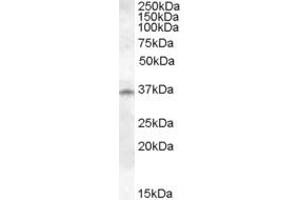 ABIN263224 (1µg/ml) staining of Human Lung lysate (35µg protein in RIPA buffer).