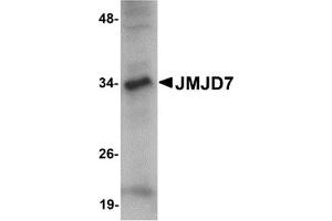 Western Blotting (WB) image for anti-Jumonji Domain Containing 7 (JMJD7) (C-Term) antibody (ABIN1030456) (JMJD7 Antikörper  (C-Term))