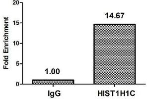 Chromatin Immunoprecipitation Hela (4*10 6 , treated with 30 mM sodium butyrate for 4h) were treated with Micrococcal Nuclease, sonicated, and immunoprecipitated with 5 μg anti-HIST1H1C (ABIN7139201) or a control normal rabbit IgG. (HIST1H1C Antikörper  (acLys84))