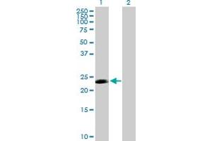 Western Blot analysis of CDC20B expression in transfected 293T cell line by CDC20B MaxPab polyclonal antibody.