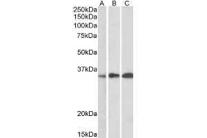 ABIN185311 (0. (EFHD2 Antikörper  (C-Term))
