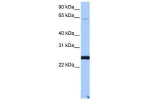 LOC344065 antibody used at 0. (ZFP 570-like Antikörper  (N-Term))