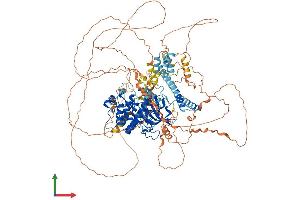 AlphaFold protein structure predicition of Mouse Recombinant Lats2 Protein, UniprotID Q7TSJ6 (LATS2 Protein (AA 1-1042) (His tag))