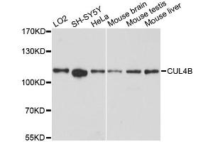 Western blot analysis of extracts of various cell lines, using CUL4B antibody (ABIN6291961) at 1:3000 dilution. (Cullin 4B Antikörper)