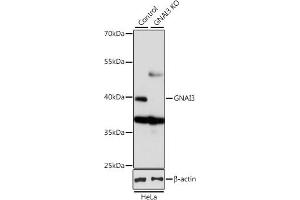 Western blot analysis of extracts from normal (control) and GN knockout (KO) HeLa cells, using GN antibody (ABIN6132024, ABIN6141204, ABIN6141206 and ABIN7101418) at 1:1000 dilution. (GNAI3 Antikörper  (AA 1-354))