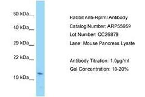 Image no. 1 for anti-Reprimo-Like (RPRML) (AA 41-90) antibody (ABIN6749936)