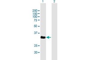 Western Blot analysis of VGLL2 expression in transfected 293T cell line by VGLL2 MaxPab polyclonal antibody. (VGLL2 Antikörper  (AA 1-317))