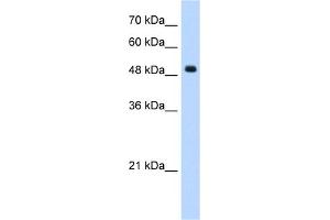 WB Suggested Anti-SEPT6(septin 6) Antibody Titration:  1. (Septin 6 Antikörper  (Middle Region))