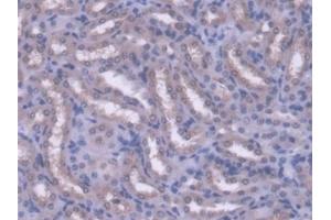 DAB staining on IHC-P; Samples: Mouse Kidney Tissue (ACAA2 Antikörper  (AA 90-397))