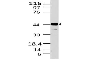 Image no. 1 for anti-STE20-Related Kinase Adaptor beta (STRADB) (AA 150-415) antibody (ABIN5027023) (STRADB Antikörper  (AA 150-415))