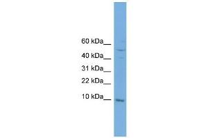 COX7B antibody used at 1 ug/ml to detect target protein.
