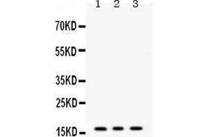 Western Blotting (WB) image for anti-Microsomal Glutathione S-Transferase 1 (MGST1) (AA 42-75), (N-Term) antibody (ABIN3042364) (MGST1 Antikörper  (N-Term))