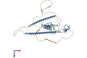 CBFA2T2 Protein (AA 1-604) (His tag)
