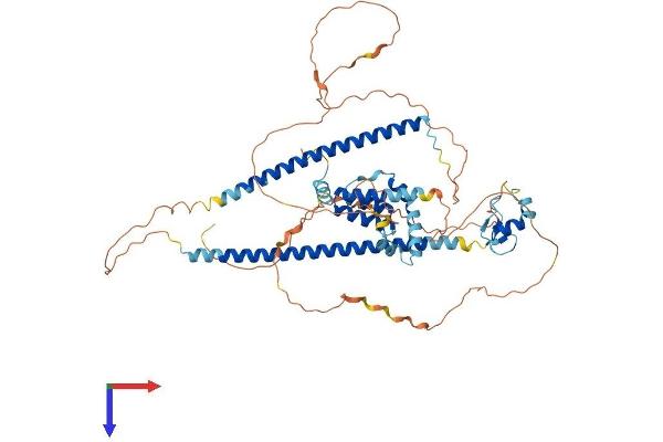 CBFA2T2 Protein (AA 1-604) (His tag)