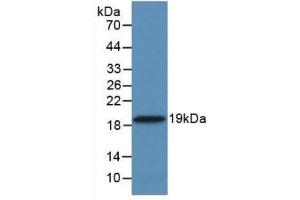 Figure. (PPIA Antikörper  (AA 2-165))