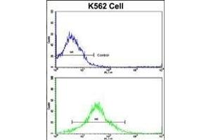 Flow cytometric analysis of K562 cells using P19 Antibody (C-term)(bottom histogram) compared to a negative control cell (top histogram). (MMP19 Antikörper  (C-Term))