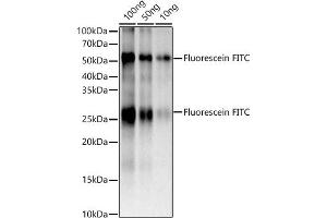 The Fluorescein FITC rabbit monoclonal antibody (ABIN7267219) are tested in Western blot against FITC Goat Anti-Mouse IgG (H+L),Secondary antibody: HRP Goat Anti-Rabbit IgG (H+L) (ABIN1684268 and ABIN3020597) at 1:10000 dilution. (FITC Antikörper)