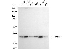 Western blotting analysis using GAPDH antibody (ABIN7798768). (Rekombinanter GAPDH Antikörper)