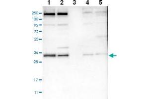 Western blot analysis of Lane 1: RT-4 Lane 2: U-251 MG Lane 3: Human Plasma Lane 4: Liver Lane 5: Tonsil with SYF2 polyclonal antibody . (SYF2 Antikörper)