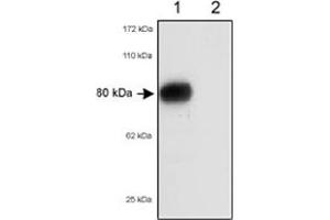 Western blot analysis of Scarb1/Scarb2 in 80 ug of total mouse liver lysates using Scarb1/Scarb2 polyclonal antibody .