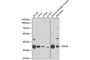 Western blot analysis of extracts of various cell lines using PDHB Polyclonal Antibody at dilution of 1:1000. (PDHB Antikörper)