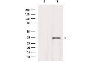 Western blot analysis of extracts from Hela, using MEST Antibody.