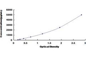 ERBB3 ELISA Kit