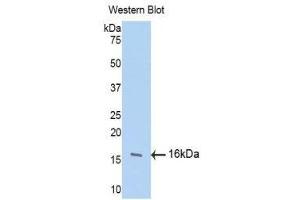 Western Blotting (WB) image for anti-Fibroblast Growth Factor 13 (FGF13) (AA 108-227) antibody (ABIN1175861) (FGF13 Antikörper  (AA 108-227))