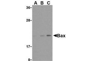 Western blot analysis of Bax in HL-60 cell lysates with AP30125PU-N Bax antibody at (A) 1, (B) 2, and (C) 4 μg/ml. (BAX Antikörper  (N-Term))